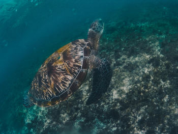 Turtle swimming in sea