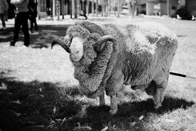 Close-up of sheep on grassy field