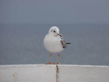 Seagull perching on retaining wall