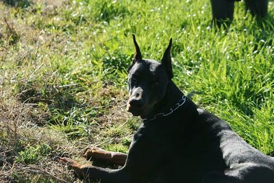 Dog standing on grassy field