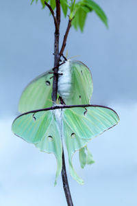 Pair of male and female bright green luna moth actias luna in portland, maine.