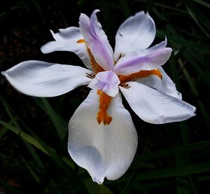 Close-up of white flower blooming outdoors