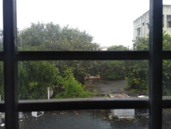 Trees seen through window during rainy season