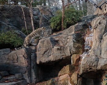 View of lizard on rock