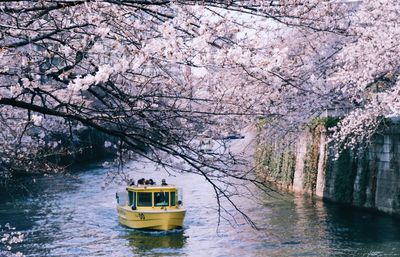 View of cherry blossom by river