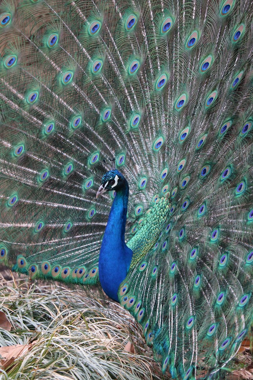 peacock, animal themes, animal, animal wildlife, bird, one animal, animals in the wild, vertebrate, feather, fanned out, peacock feather, blue, no people, beauty in nature, close-up, day, nature, male animal, animal body part, multi colored, animal head, animal neck, animal eye