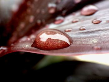 Close up of red leaf