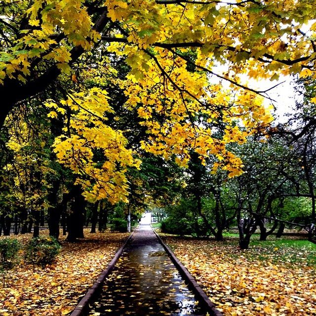 tree, autumn, change, season, leaf, the way forward, branch, yellow, growth, nature, tranquility, beauty in nature, diminishing perspective, park - man made space, fallen, orange color, transportation, vanishing point, tranquil scene, footpath