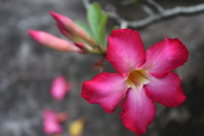 Close-up of pink flower