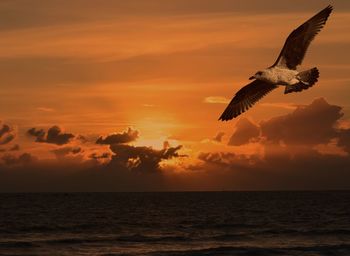 Scenic view of sea at sunset