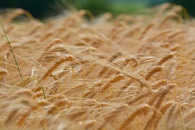 Close-up of wheat field