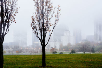 Trees in park with city in background