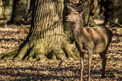 Deer in a forest