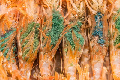 Full frame shot of shrimpe with shrimp eggs at a market in japan