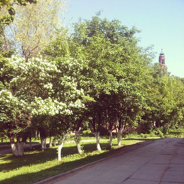 tree, growth, the way forward, green color, built structure, nature, building exterior, grass, footpath, architecture, park - man made space, road, plant, tranquility, day, beauty in nature, branch, green, outdoors, walkway