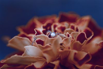Close-up of rose plant