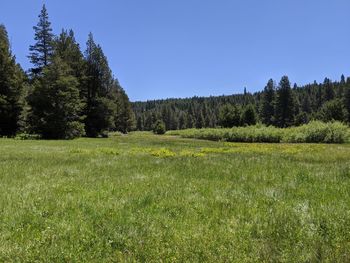 Scenic view of field against clear sky