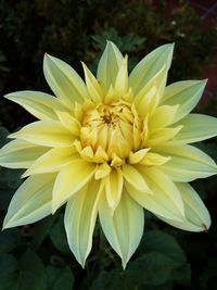 Close-up of yellow flower