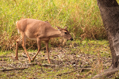 White-tailed deer odocoileus virginianus forages for clover in the wetland 