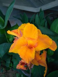 Close-up of insect on yellow flower