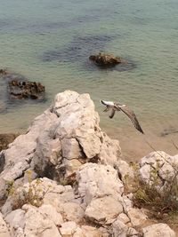 High angle view of lizard on rock at sea shore