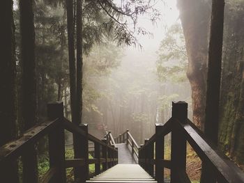 Footbridge amidst trees in forest