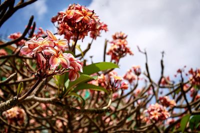 Close-up of flowers against sky