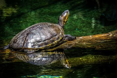 Side view of turtle with reflection