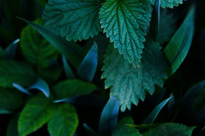 Close-up of green leaves