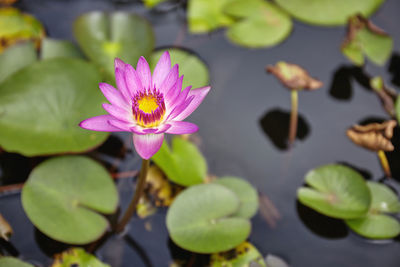 Close-up of water lily in pond