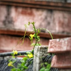 Close-up of potted plant