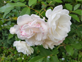 Close-up of pink rose flower