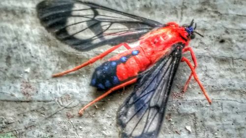 Close-up of red object