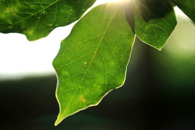 Close-up of green leaves