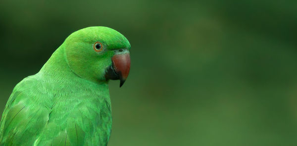 Close-up of parrot