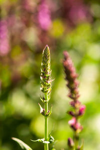 Close-up of flowering plant