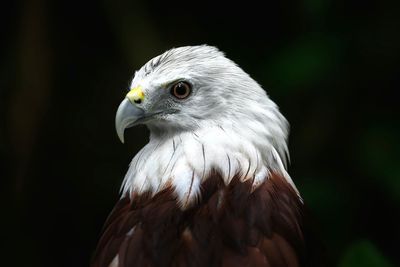 Close-up portrait of eagle