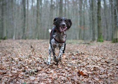 Dog running in forest