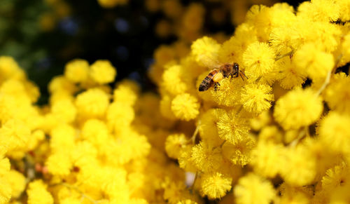 Close-up of bee on yellow flower