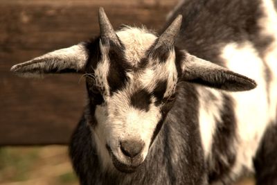 Close-up portrait of goat