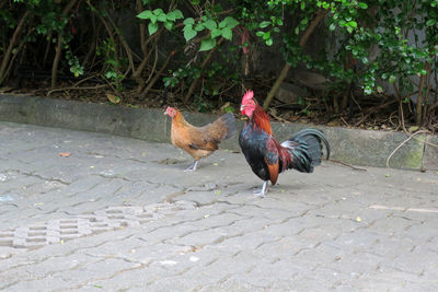 Rooster in zoo
