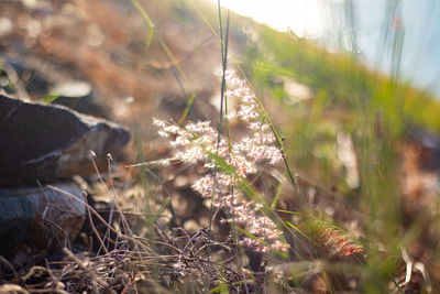 Close-up of plants growing on field