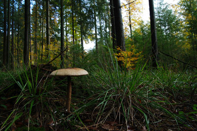 Mushroom growing in forest