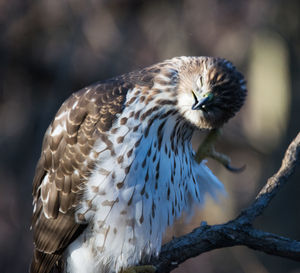 A coopers hawk was hanging out by the bird feeders in prospect park, brooklyn