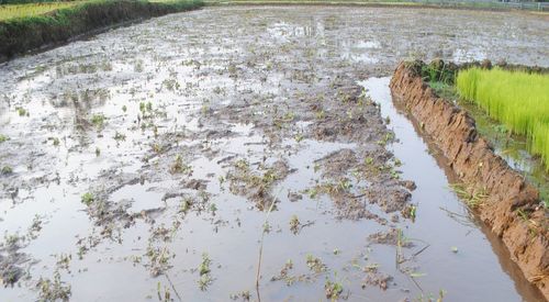 High angle view of puddle on field