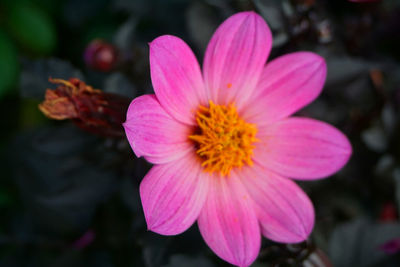 Close-up of pink flower