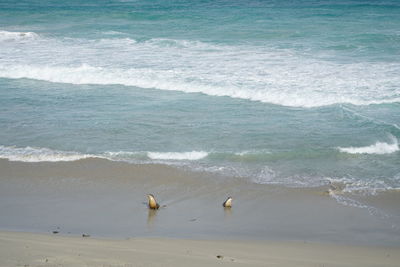 Scenic view of beach