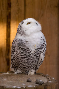 Close-up of owl perching