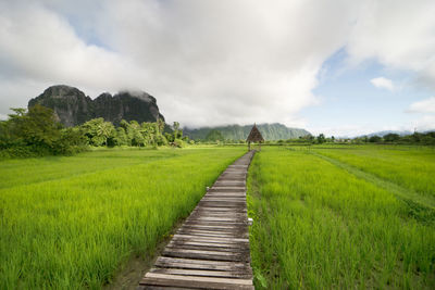 Scenic view of agricultural field against sky