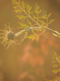 Close-up of plant